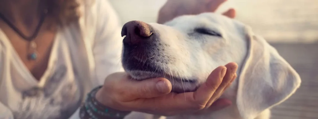 A person gently holding a white dog's chin