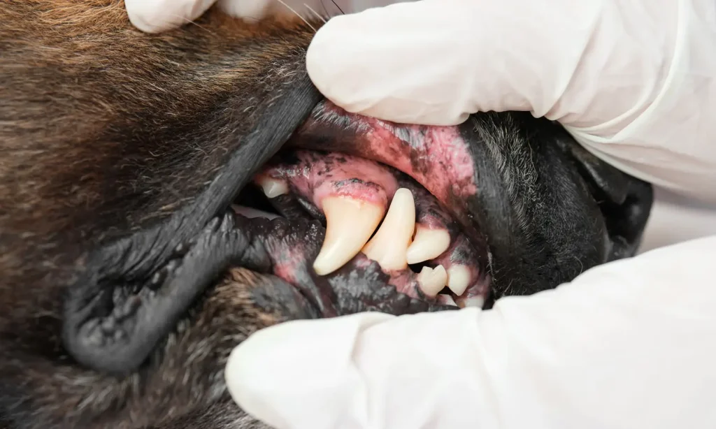 Veterinary team member examining a dog's teeth