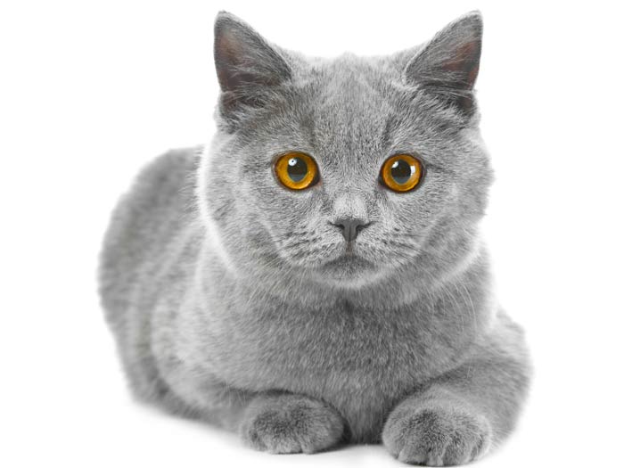 Grey cat looking at the camera