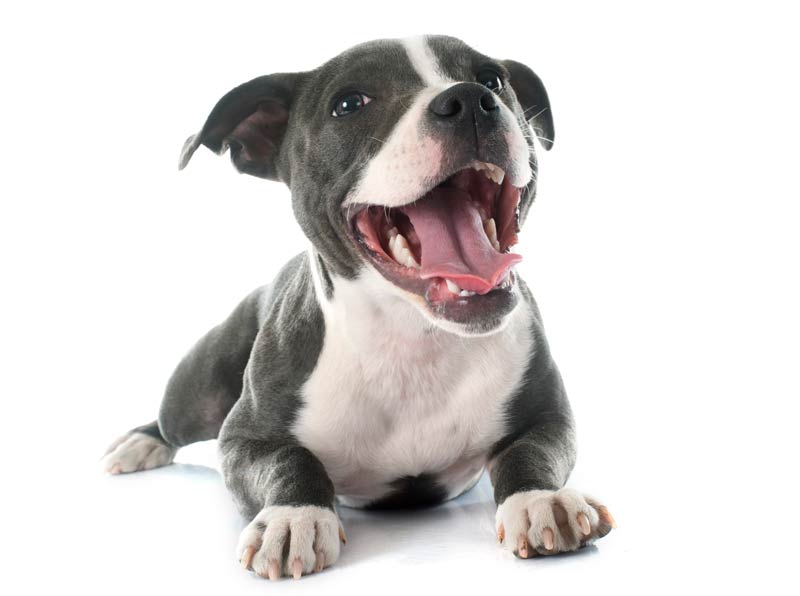 Happy young dog lying down